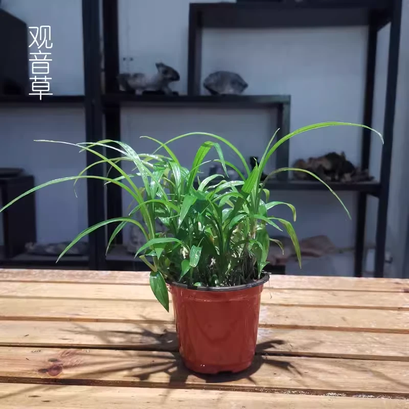 山野绿植观音草吉祥草盆栽喜阴植物适合室内种植假山造景桌面