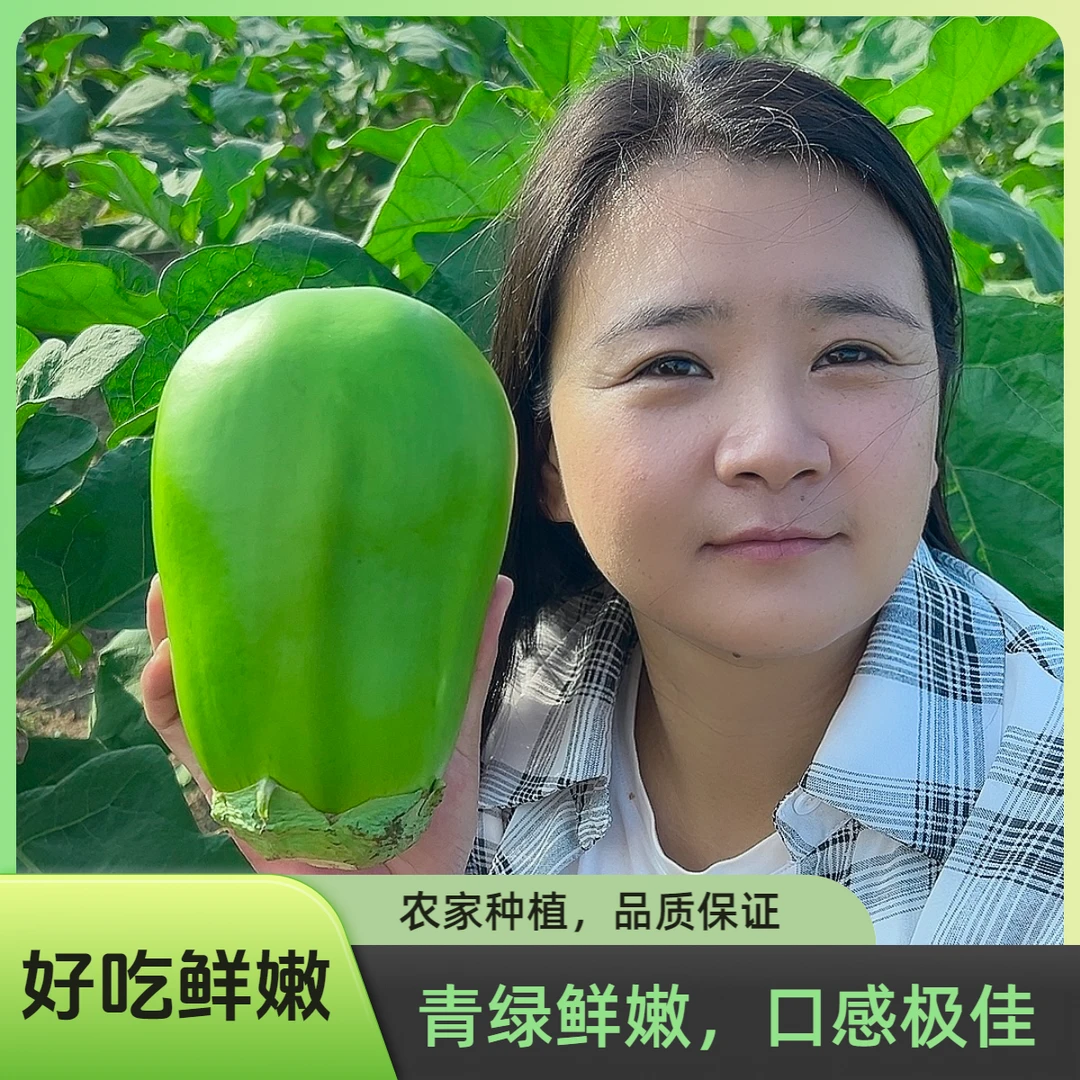 河南老家大青茄子特产新鲜采摘新鲜发出3斤5斤美味鲜嫩可口