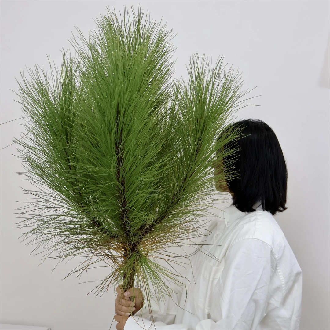 【马尾松】鲜切花水培瓶插装饰客厅摆件小众鲜切花