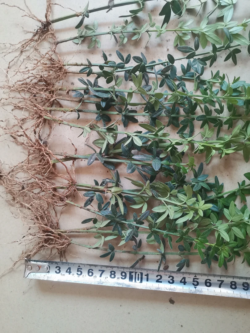 迎春苗裸根保湿发货。