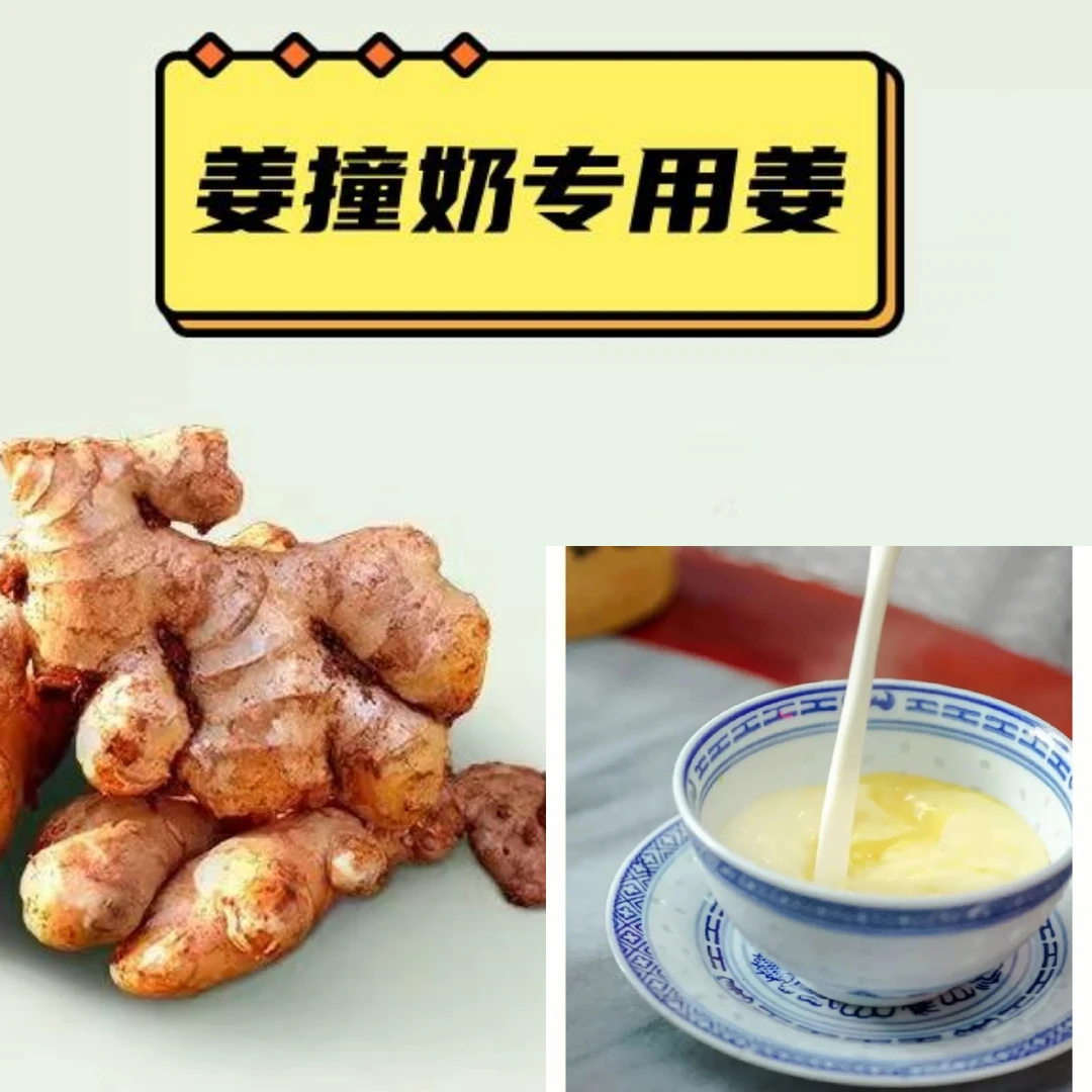 顺德沙湾姜撞奶专用新鲜小黄姜制作材料农产品香辣山地老姜正宗