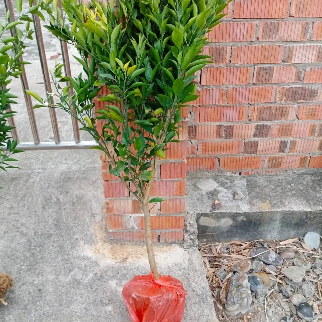 庭院盆栽地栽、绿植园艺花卉一物一拍