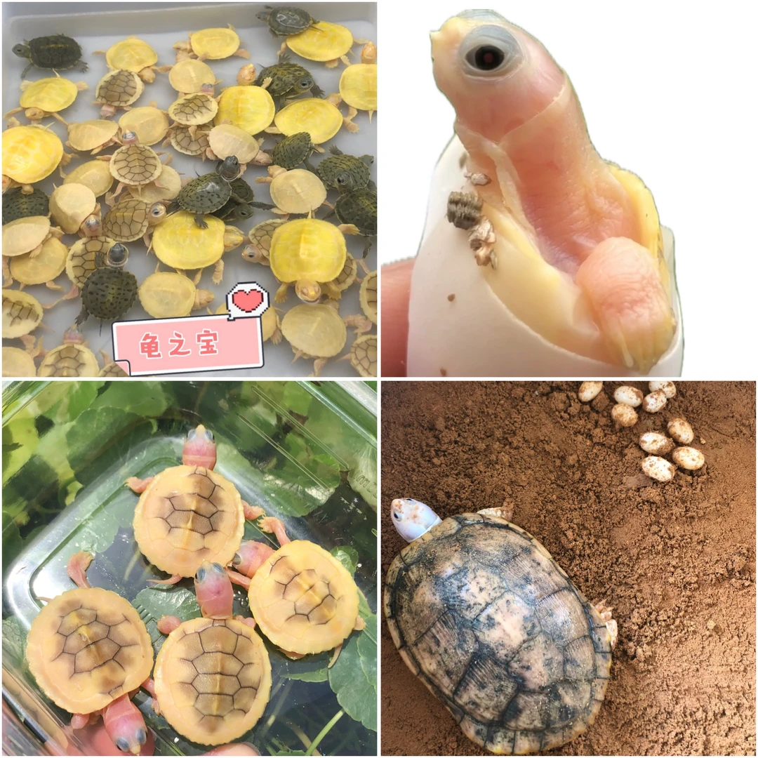 直播链接一龟一价，变异巴西龟深水龟养殖