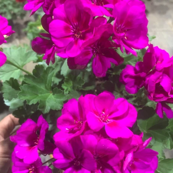 客厅卡丽奥云南夏季紫洋绣球天竺葵喜阳室内卧室书房养护盆栽植物