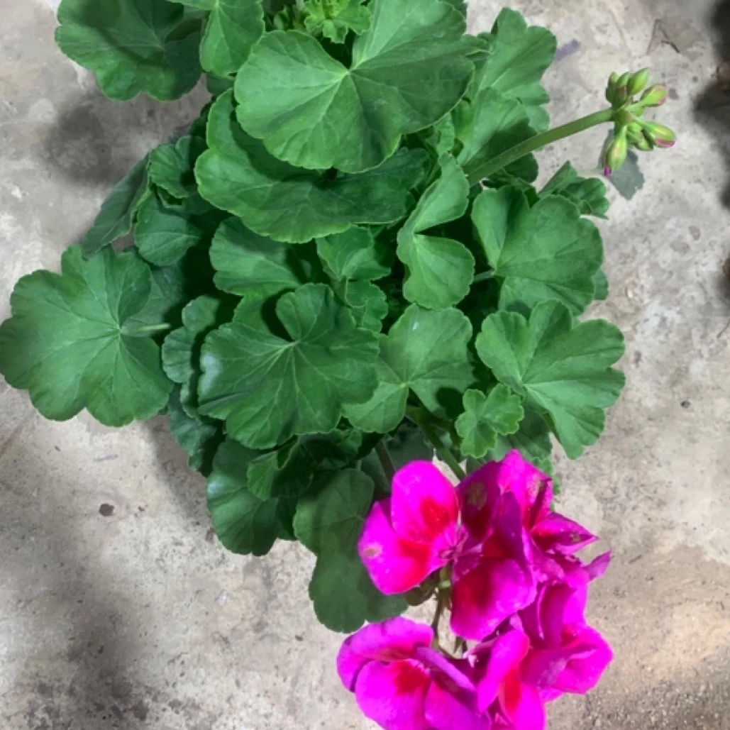贵妃洋绣球天竺葵四季开花长青阳台客厅养护种植养护花卉夏季