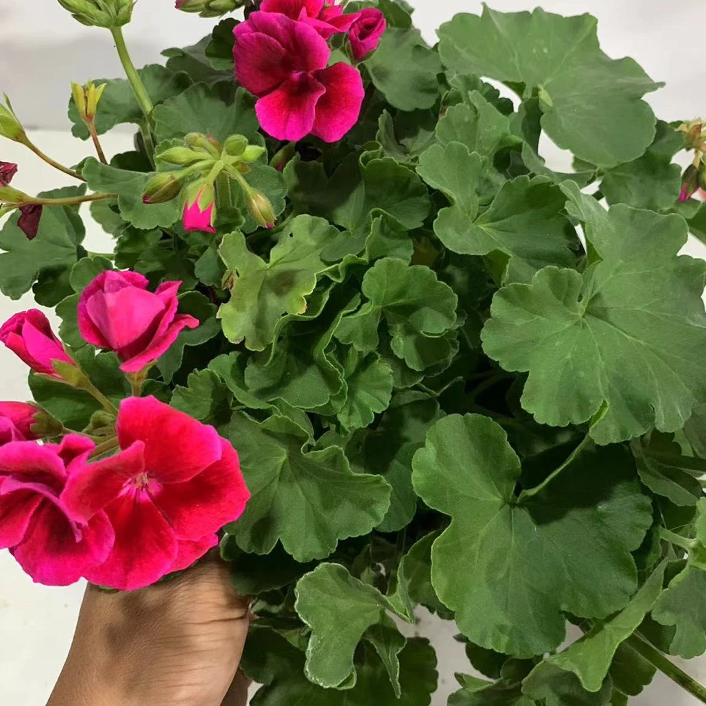 英雄天竺葵洋绣球天竺葵四季开花勤花植物种植夏季带花老桩花苞