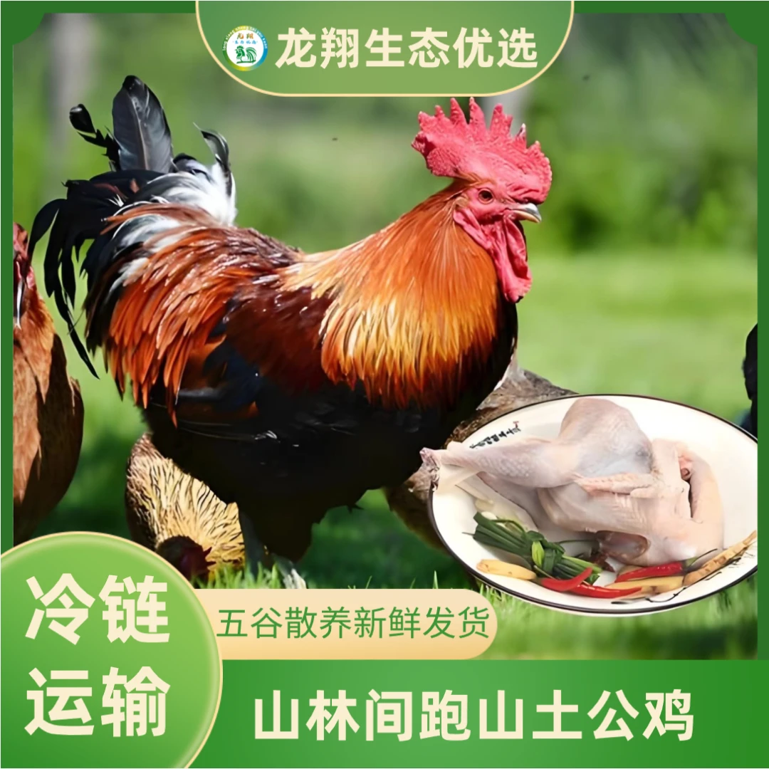 【龙翔生态优选】山林间散养跑山土公鸡