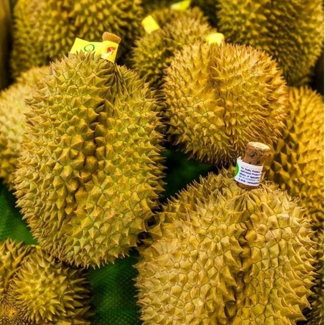 【同城配送】一隆果业榴莲新鲜东部金枕头榴莲 香甜软糯核小 一物一拍
