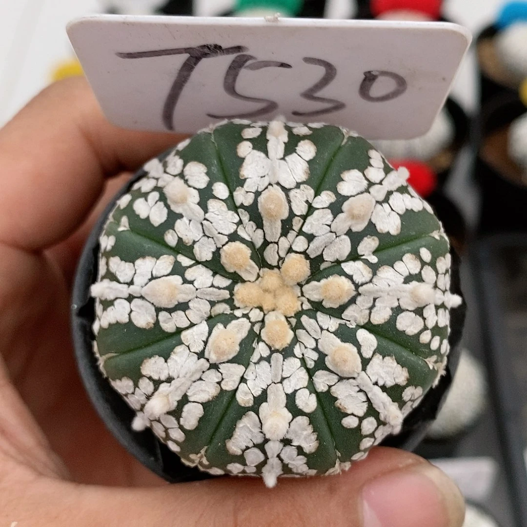 福利彩票销售平台为