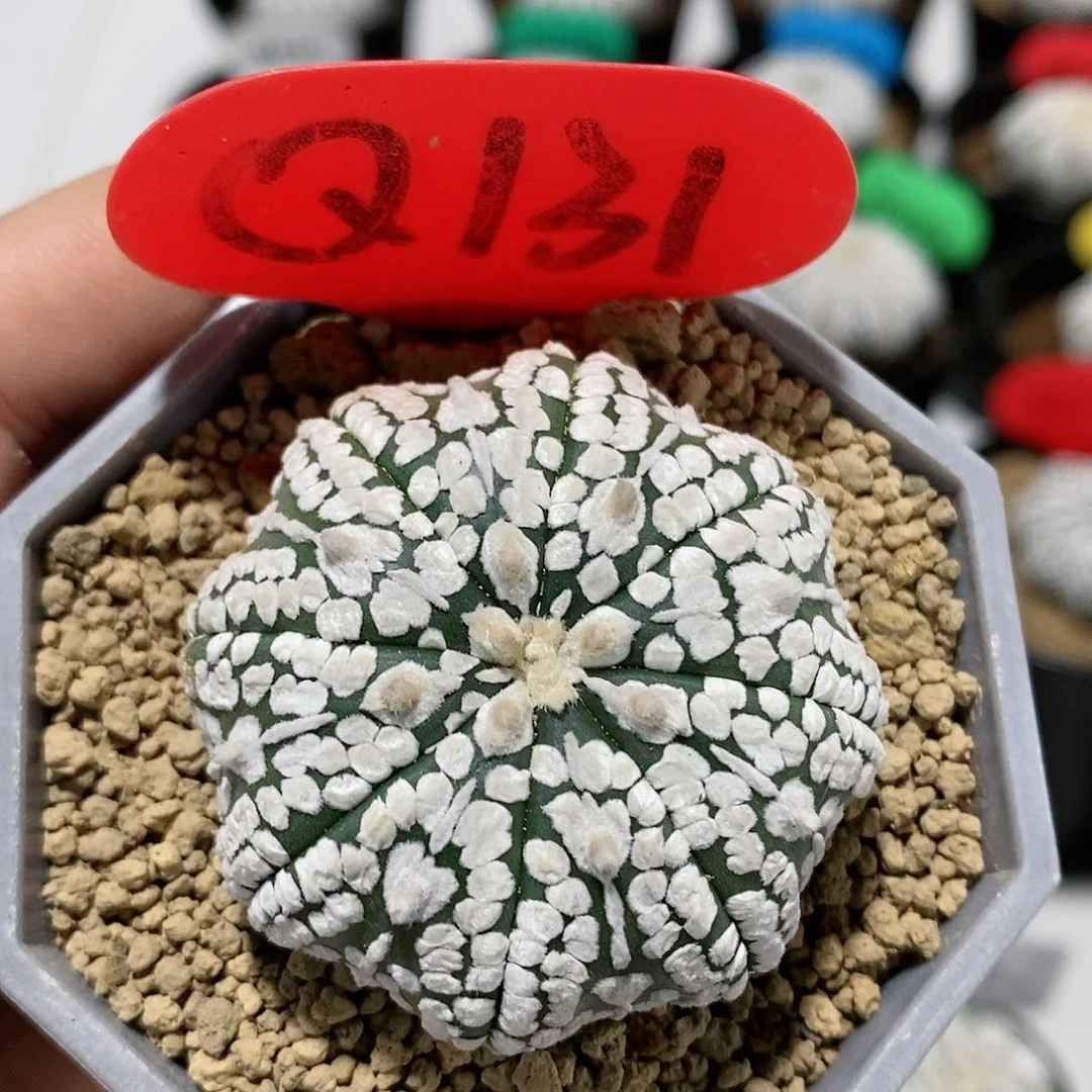 福利特价活动开始