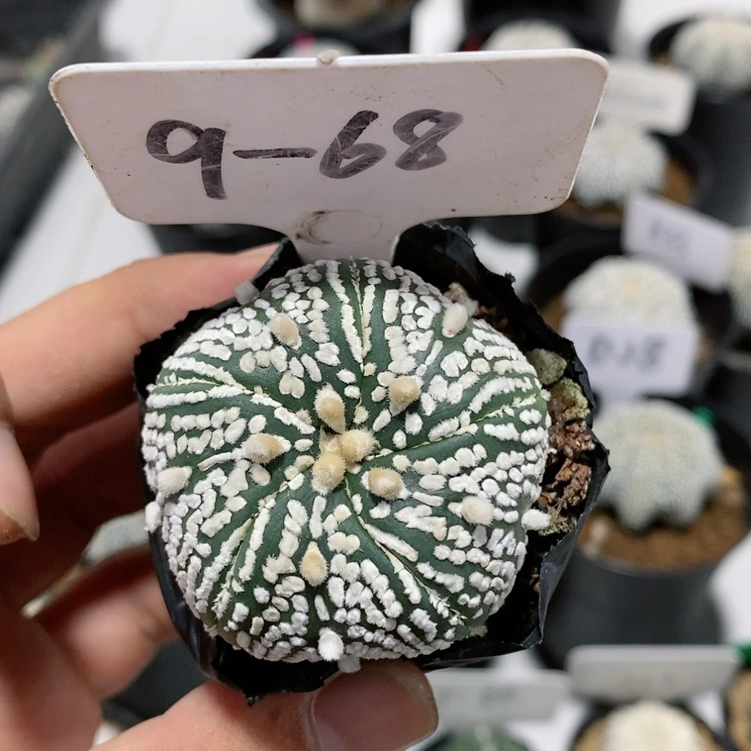 瑕疵特价福利特价
