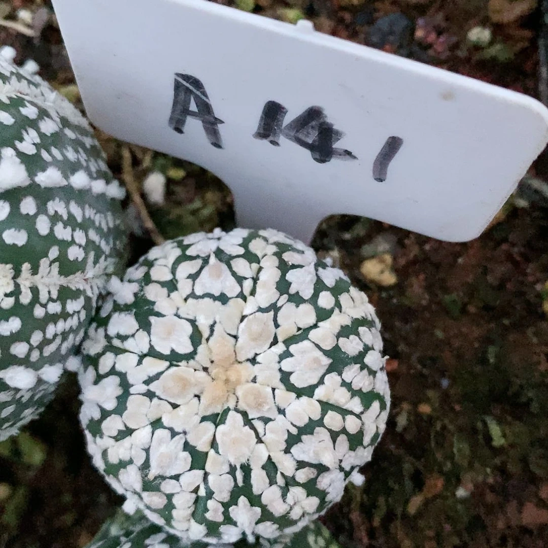 福利彩票的价格会