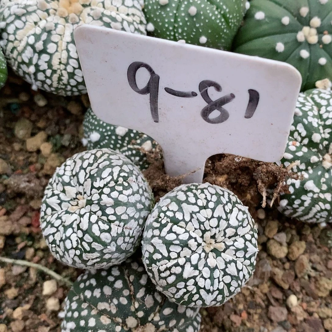 福利彩票销售平台将特价