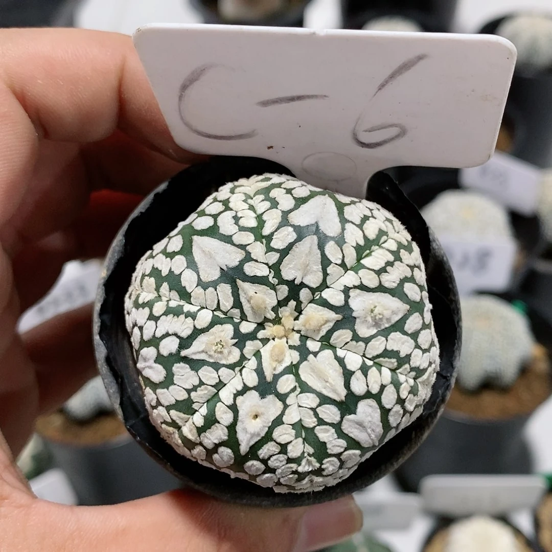 福利待遇特价特价处理