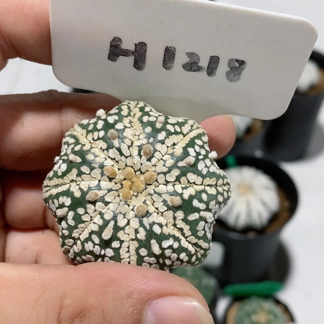 瑕疵特价特价福利