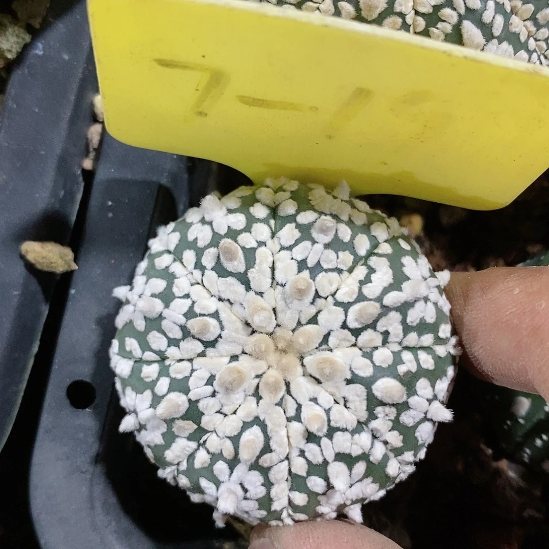 福利彩票的价格会