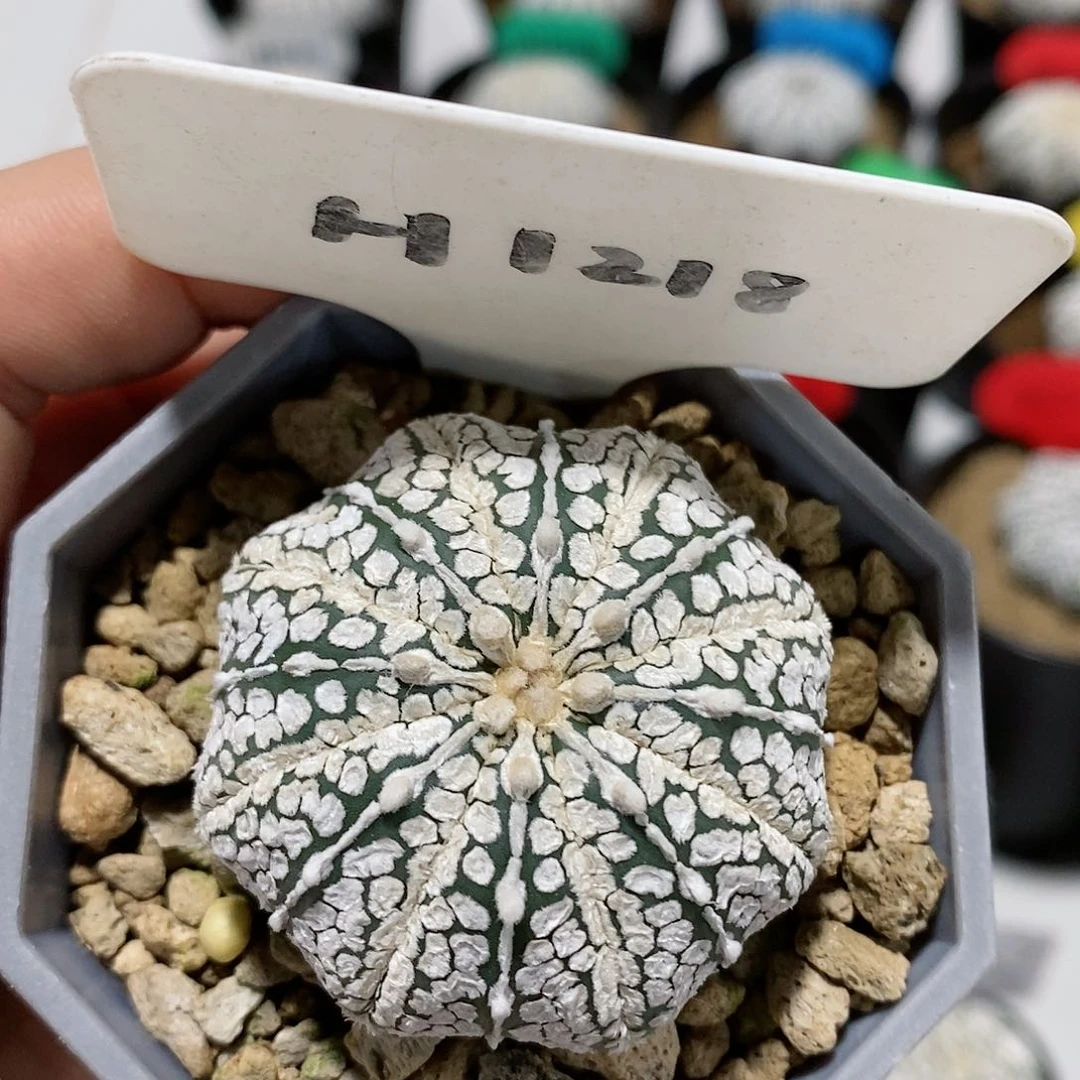 福利特价福利优惠
