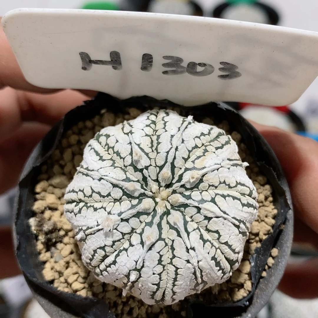 福利特价福利特价