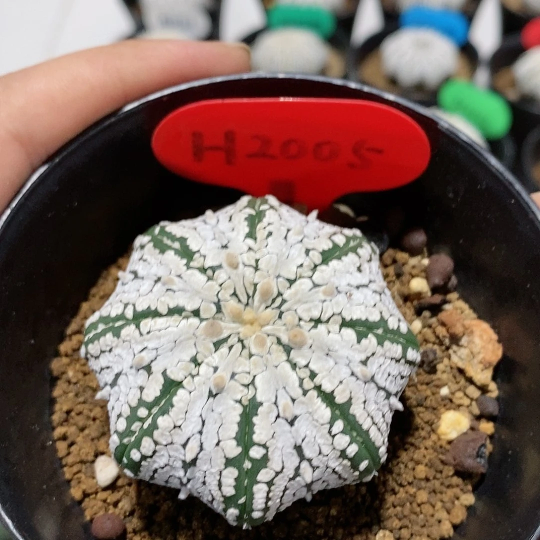 福利彩票发行和特价商品