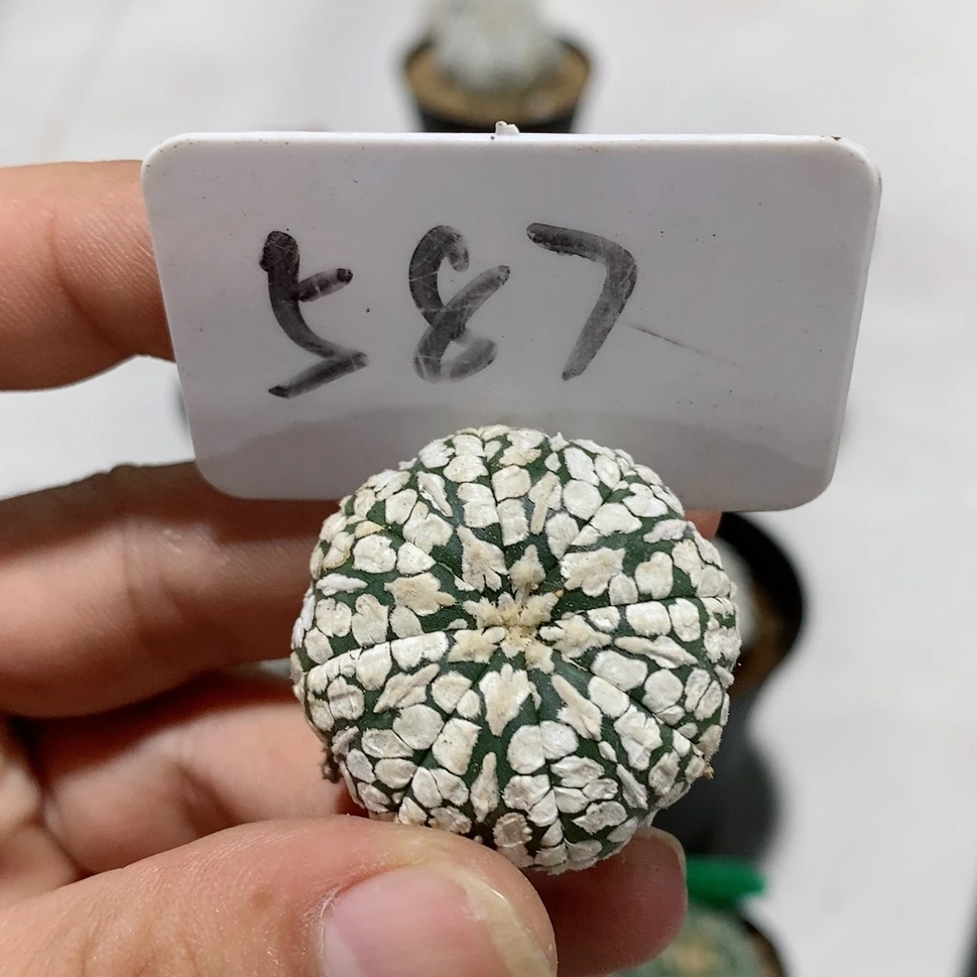瑕疵开播福利特价福利