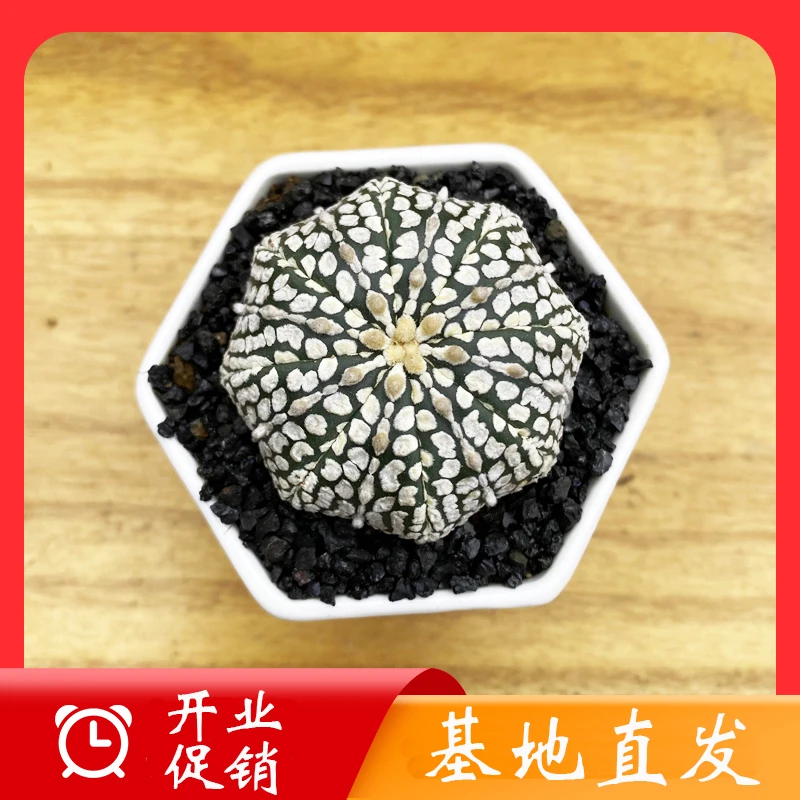 实生仙人球麦片超兜办公组合居家客厅防辐射四季盆栽绿植花卉好养