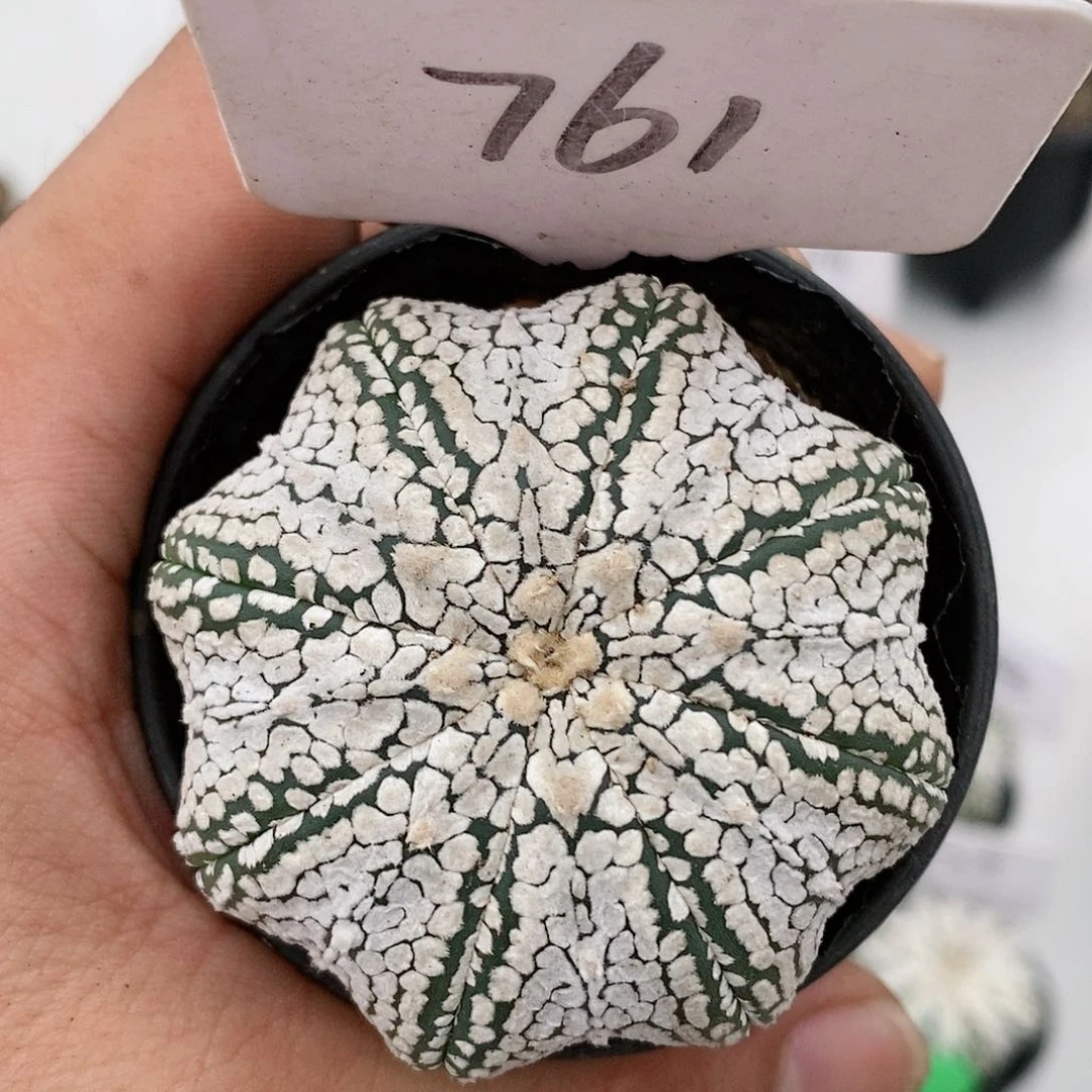 福利彩票销售特价商品