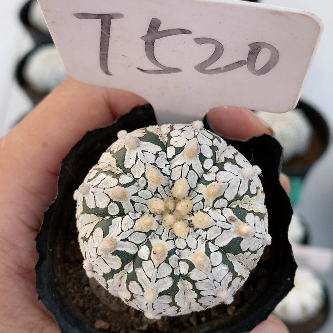 福利来喽啊来看看你
