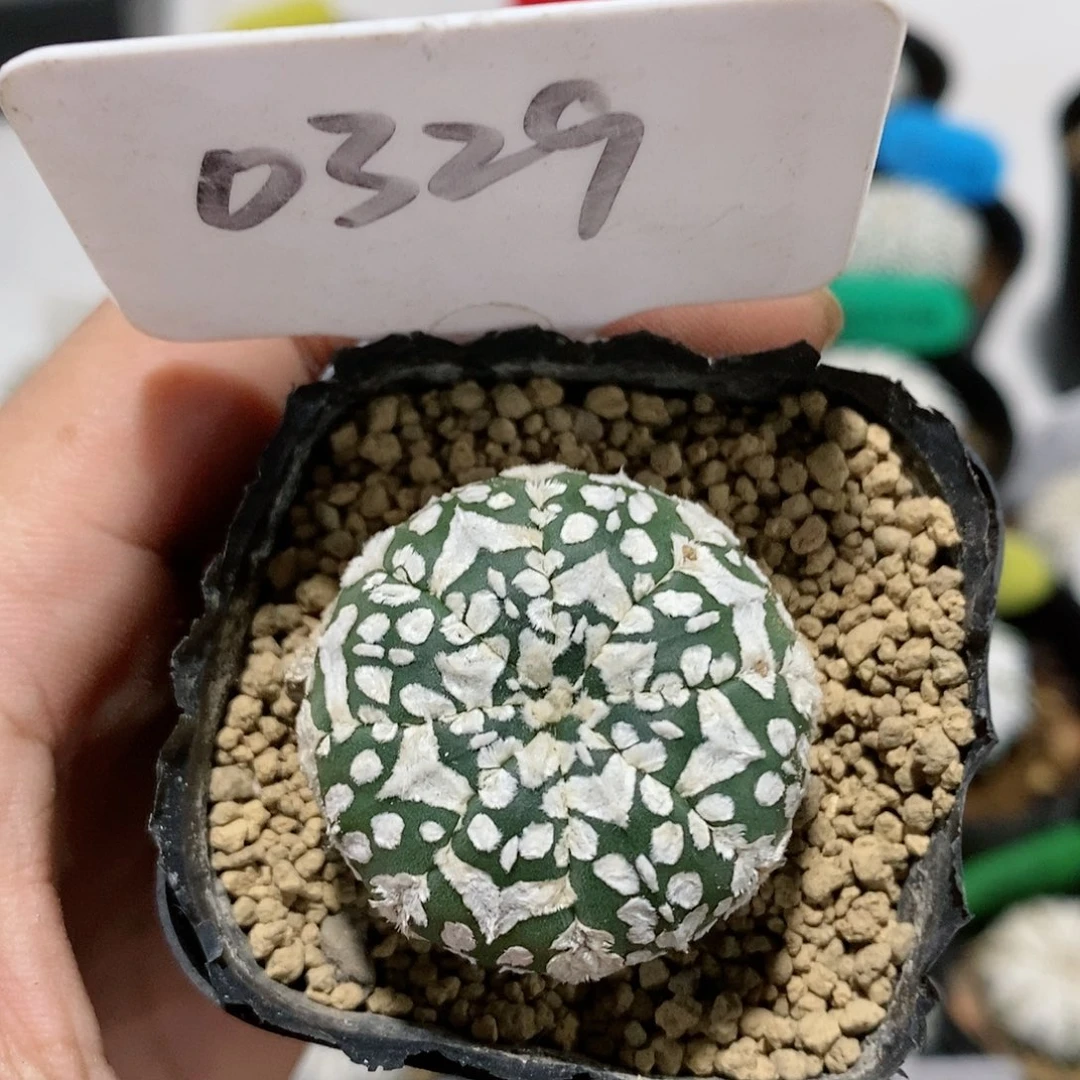 瑕疵特价妒忌特价