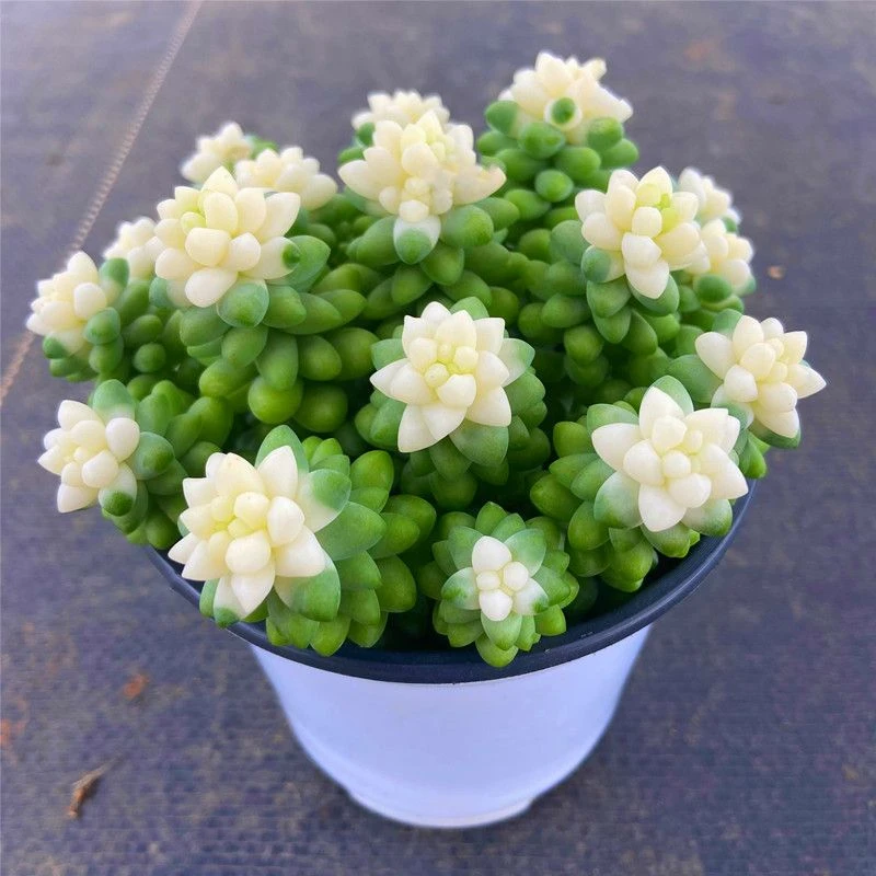 奶油玉坠玉缀锦群生多肉植物爆盆彩虹玉坠绿植盆栽组合防辐射