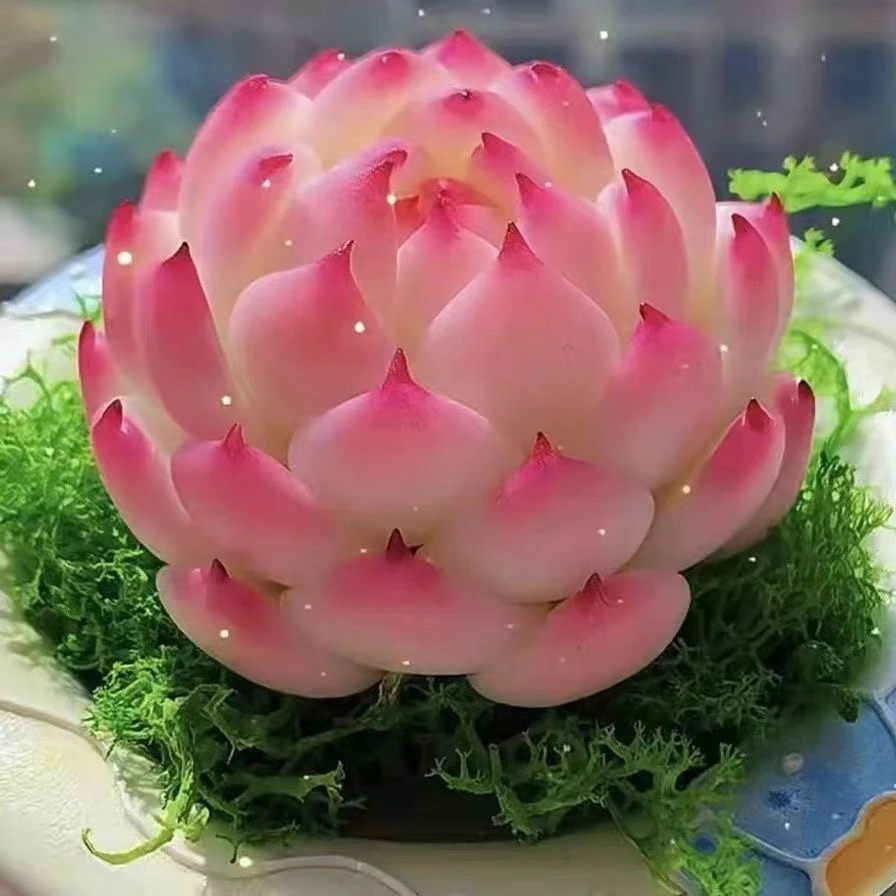 侧影多头群生多肉植物盆栽肉肉新手植物办公室创意花卉绿植防辐射