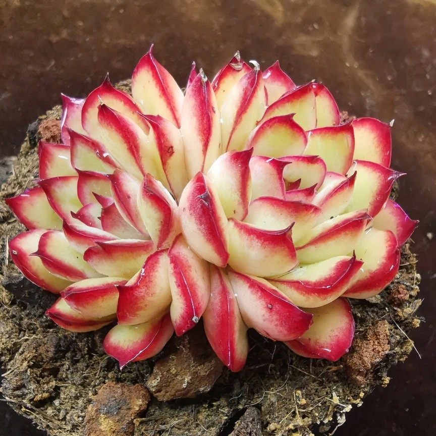 灵隐群生多头多肉植物盆栽肉肉新手植物办公室创意花卉绿植防辐射