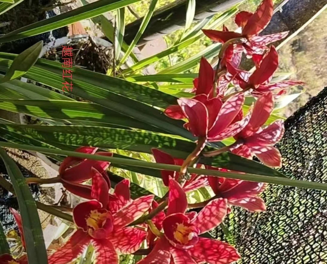 虎头兰越南红花一杆多花