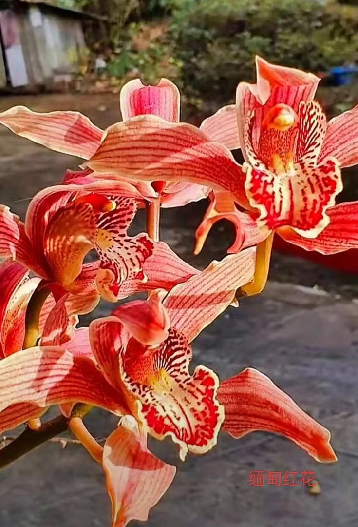 虎头兰缅甸红花一杆多花