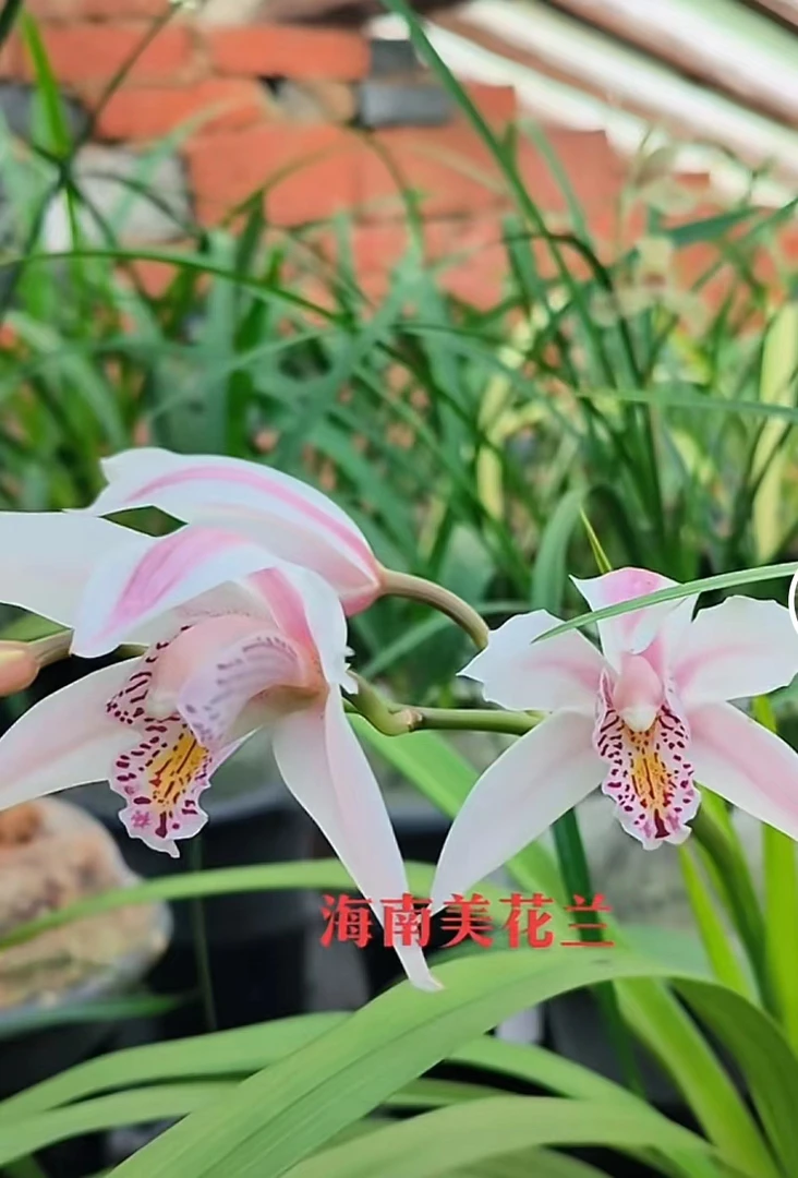 虎头兰海南美花浓香型6.8