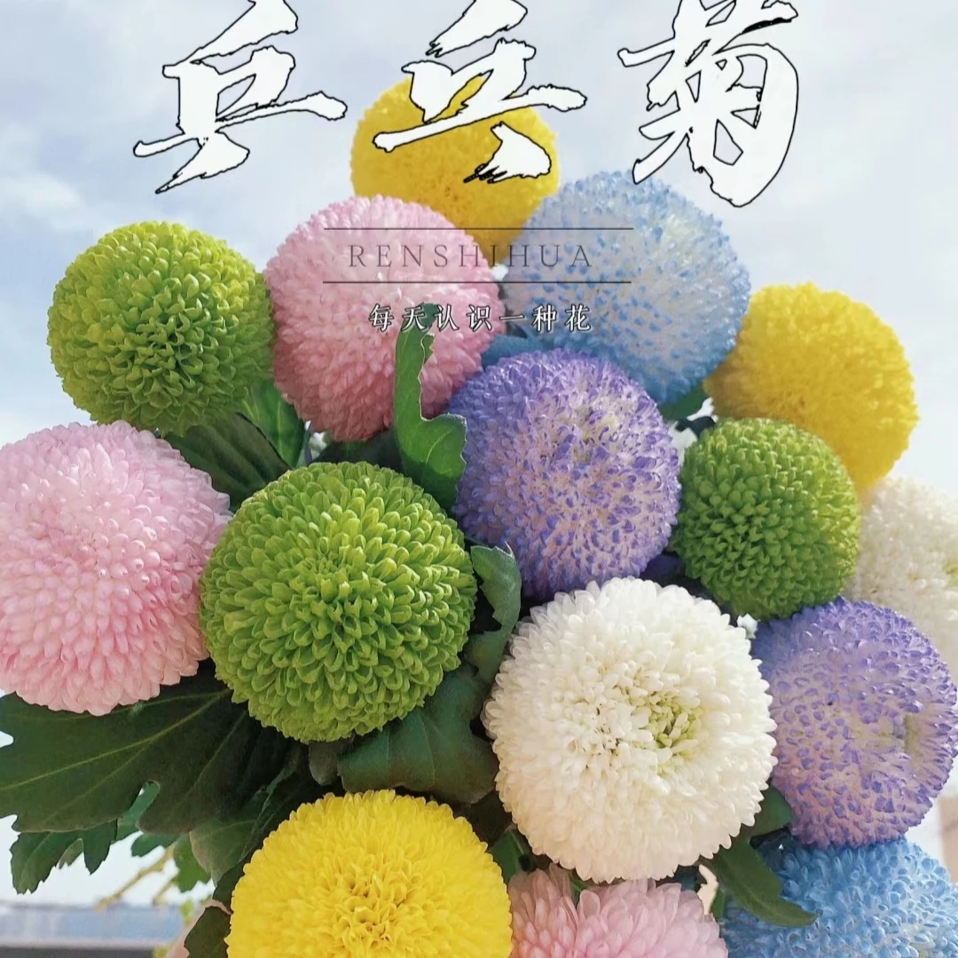 《南方花舍》乒乓菊10枝《花期长》