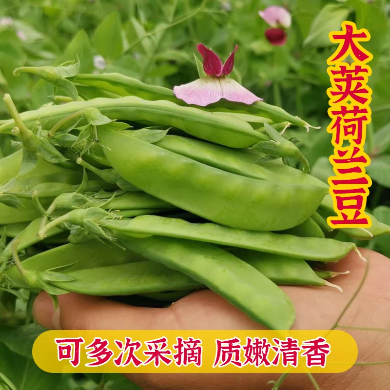 千花拍三送一荷兰豆种子/眉豆/扁豆/猪耳朵豆角种子春秋夏播种