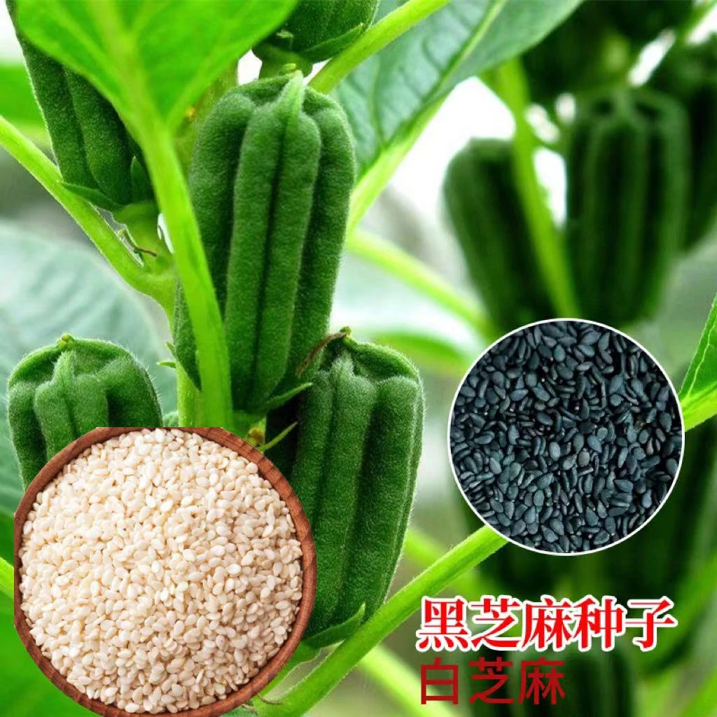 籽种高产芝麻黑芝麻种子/白芝麻种子 优质 阳台种菜盆栽大田