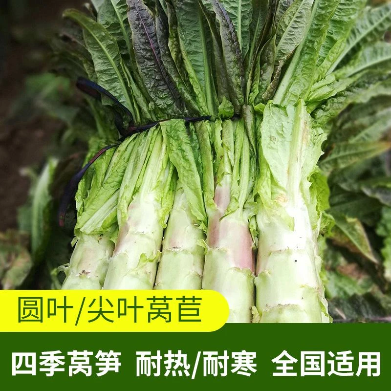 籽种拍三送一青皮莴笋、红皮莴笋种子家庭阳台四季种植蔬菜种子