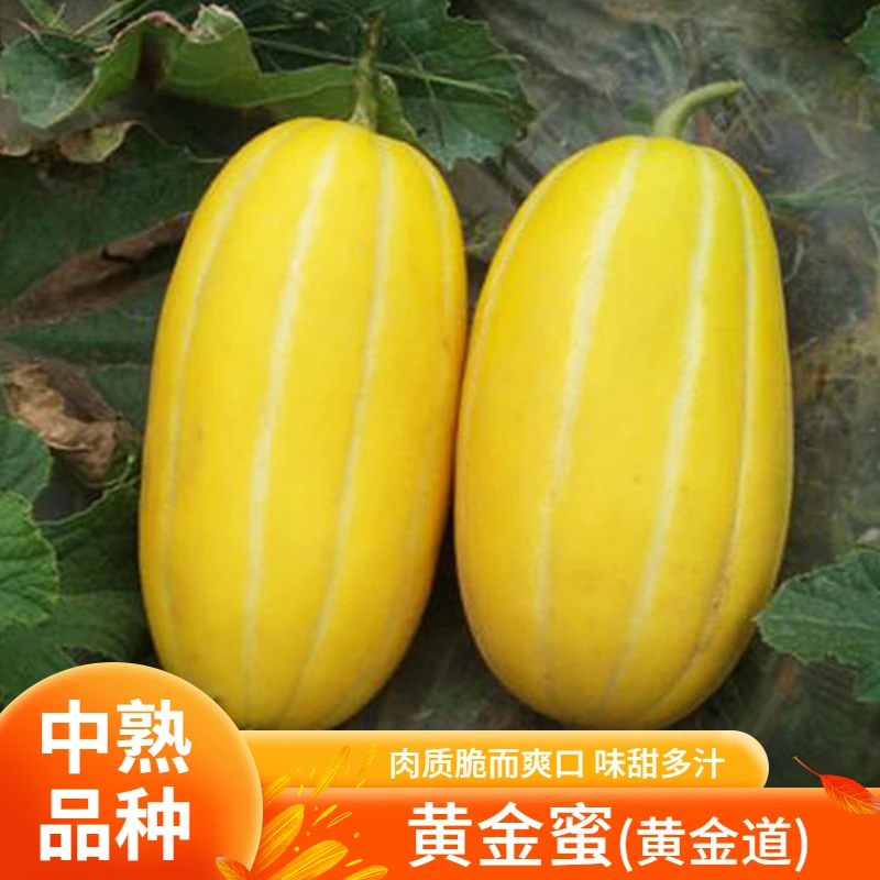 香脆黄金蜜甜瓜种子阳台庭院蔬菜种子家庭种植