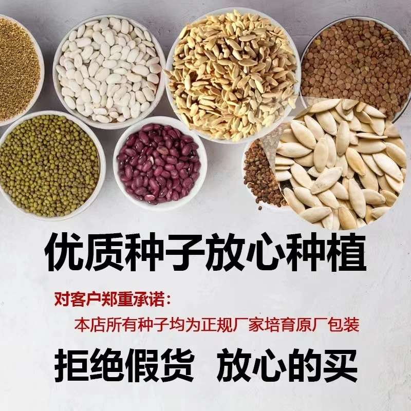 籽种(赠品链接)上百种瓜果蔬菜种子默认赠送指定赠送联系客服备注