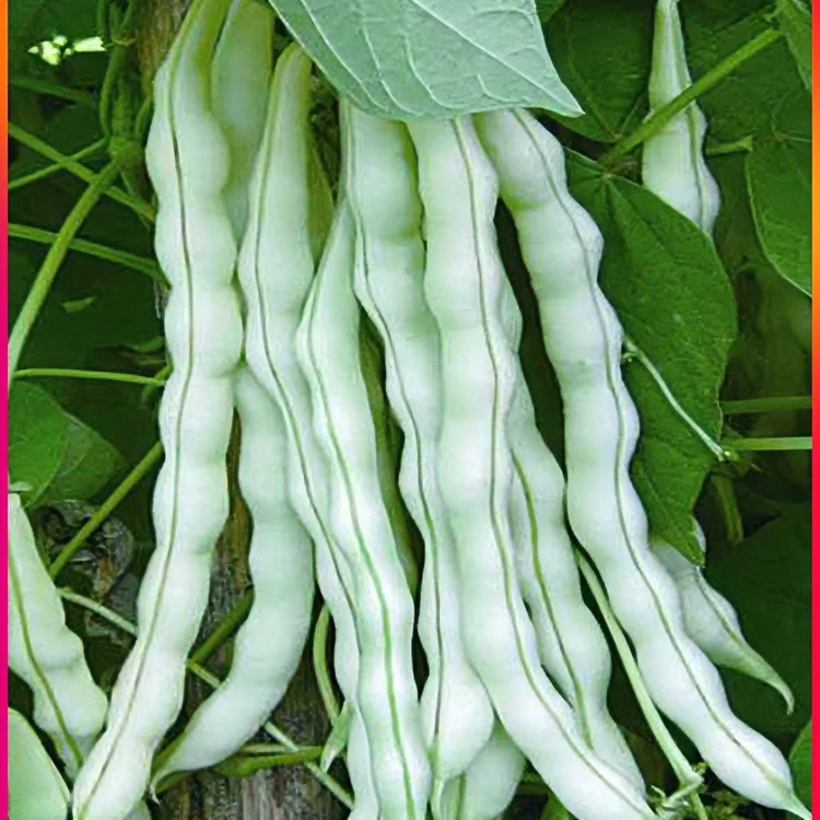 白芸豆种子拍三送一四季地豆/红架豆/红金钩/大刀豆高产春秋籽种