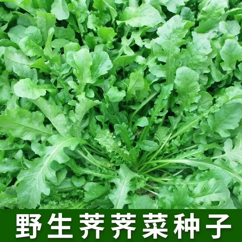 籽种拍三送一野生大叶荠菜种籽荠菜种子阳台地菜四季盆栽蔬菜孑