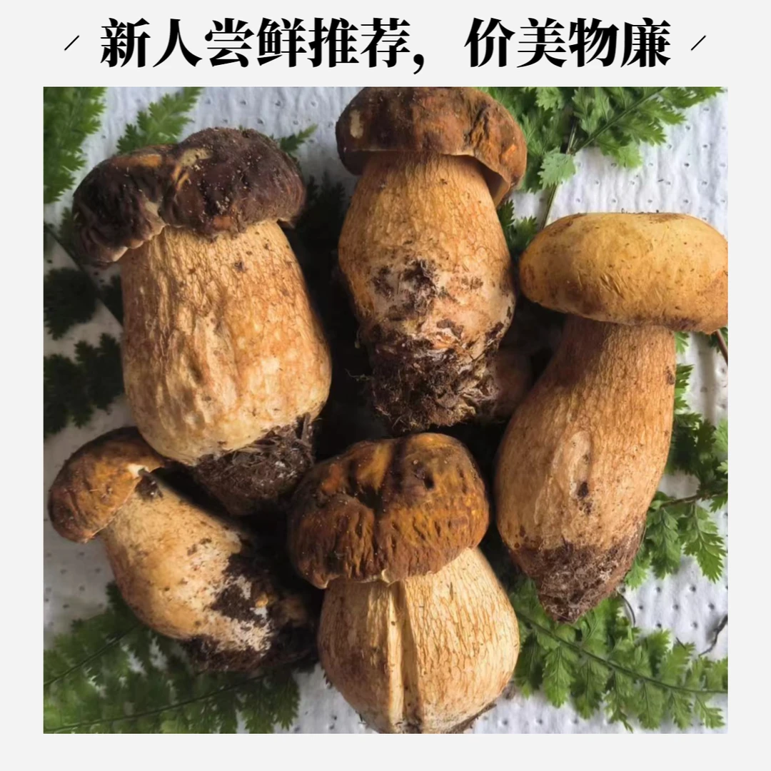 云南南华深山牛肝菌当天采摘味美价廉尝鲜推荐天然无毒夏日美食