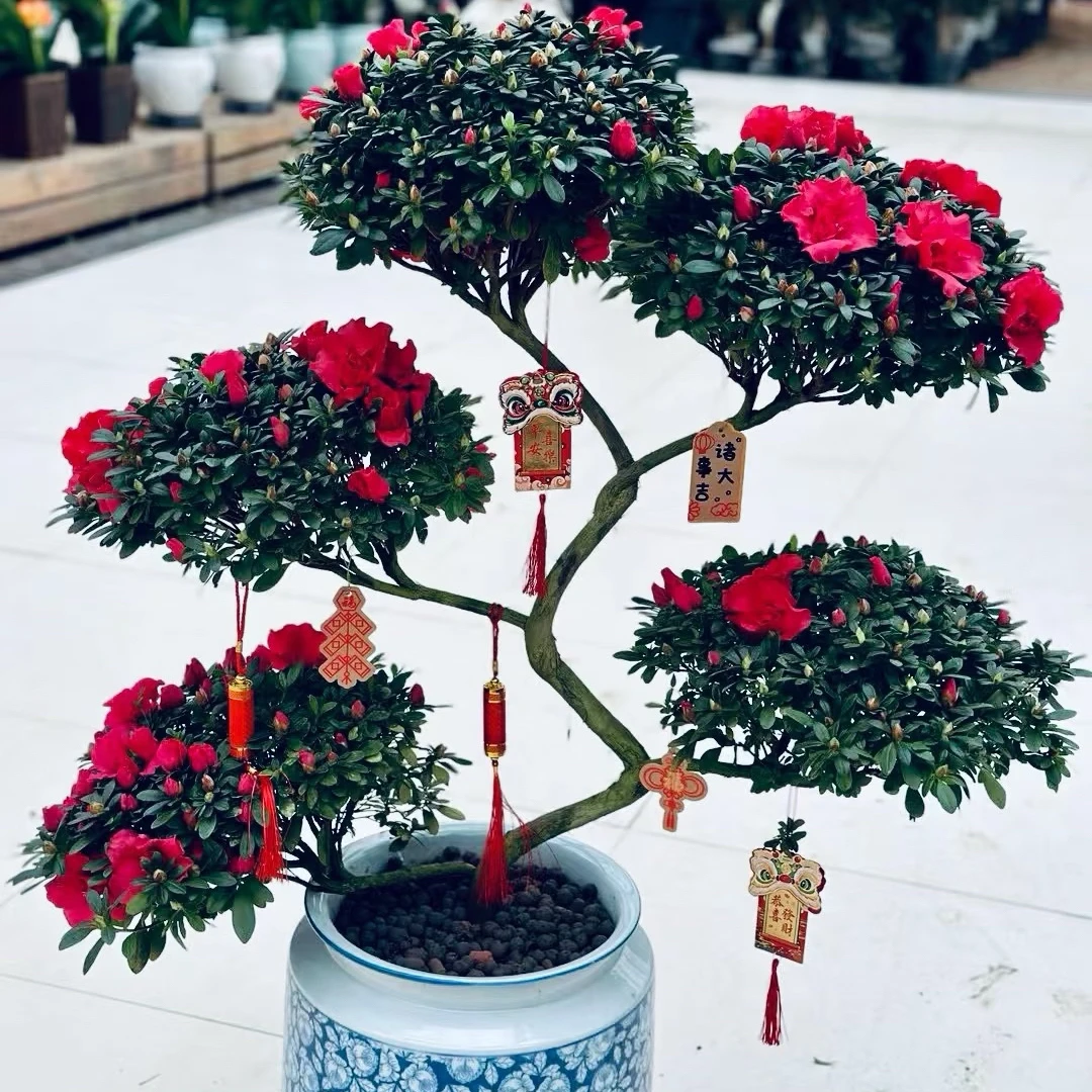 游龙造型杜鹃花 6层 带花苞 室内盆景盆栽花卉 年宵花 四季开花