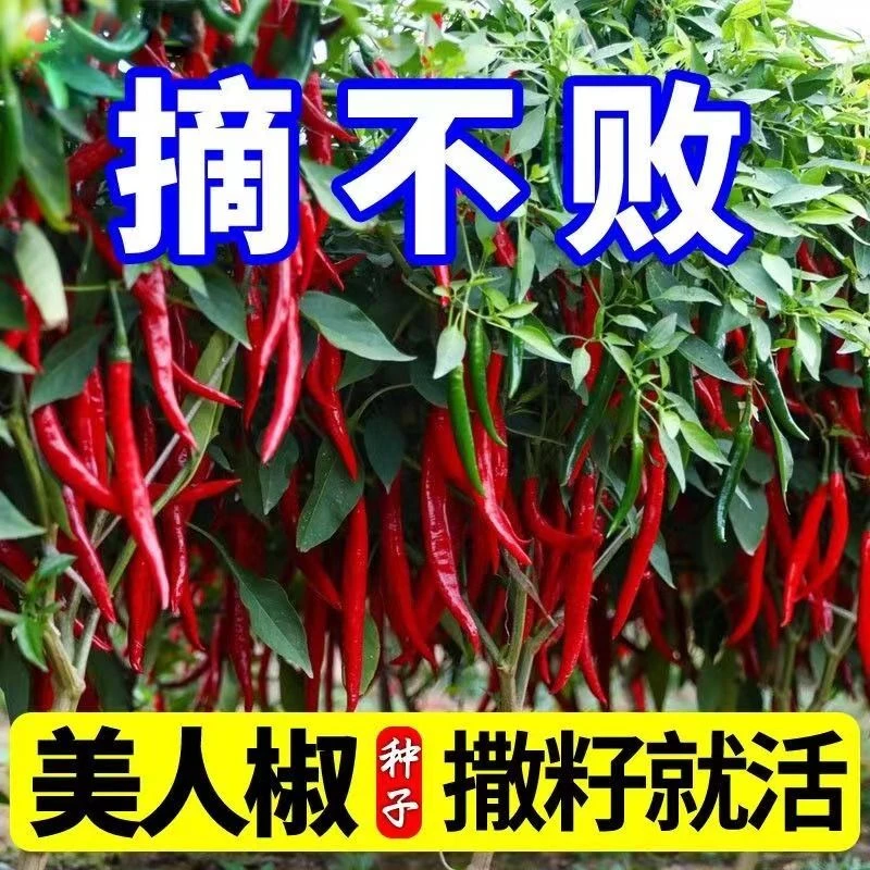 美人椒种小香葱大叶香菜小院组合籽小红辣椒籽小米辣椒种子红色