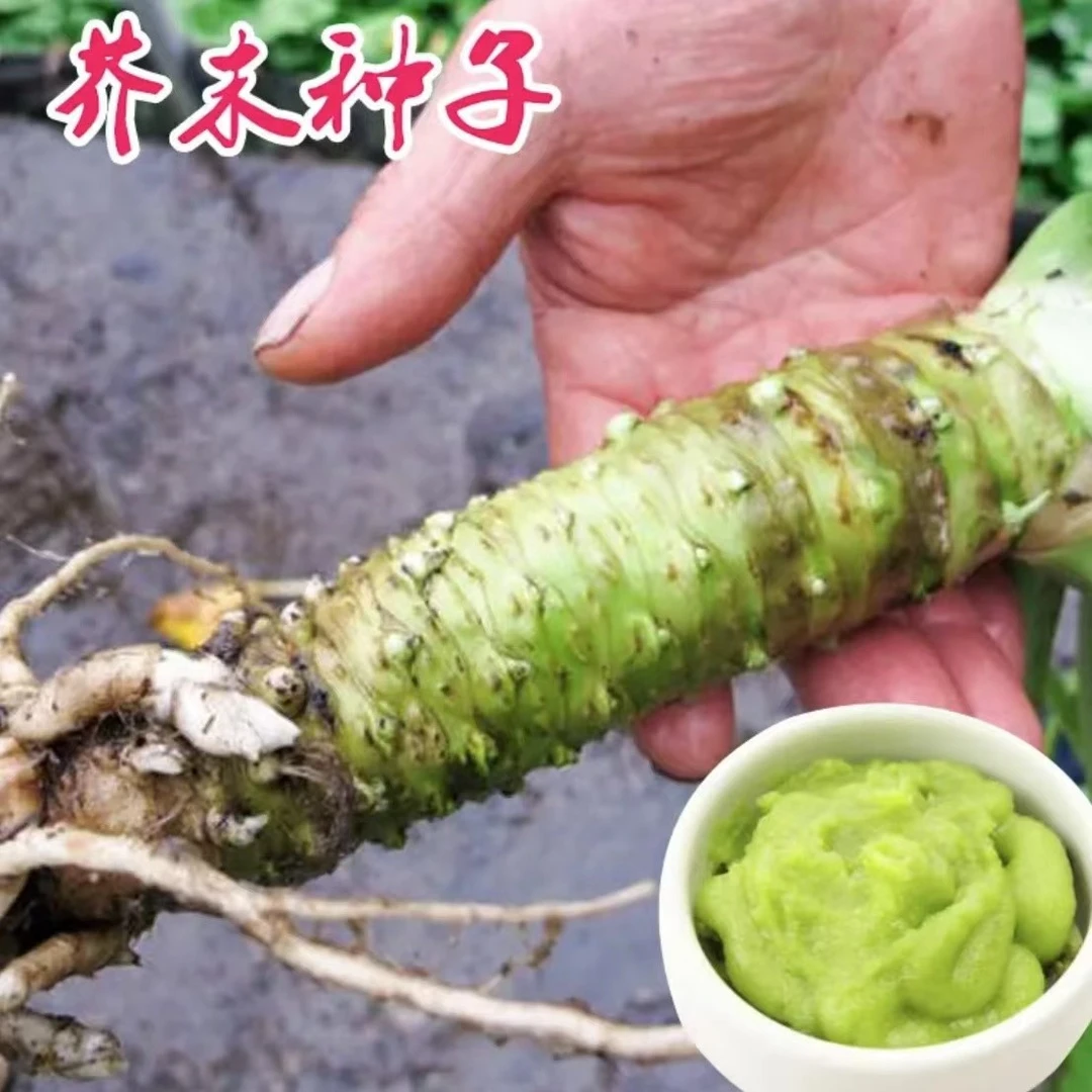 芥末种子辣根种子绿芥末籽四季播驱寒阳台庭院盆栽种芥末蔬菜种子