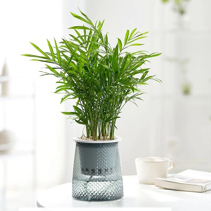 富贵椰子水培植物水养室内办公室净化空气懒人植物