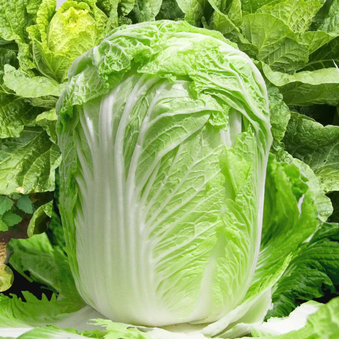 棵棵十八斤大白菜种子阳台庭院壮心快结球紧实大包心抱头白菜种子
