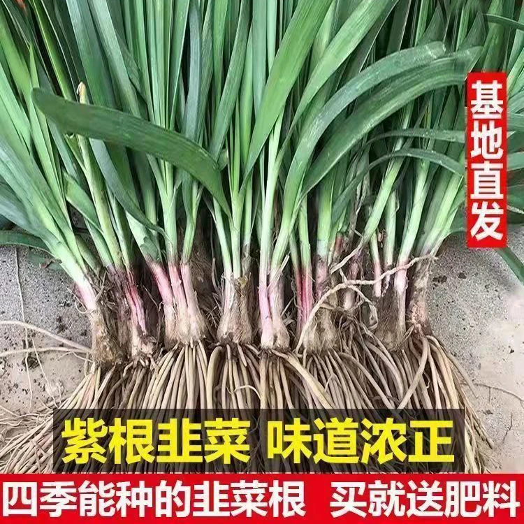 新韭菜根苗现挖根苗宽叶阳台盆栽四季种菜韭菜苗吃不完韭菜根种植