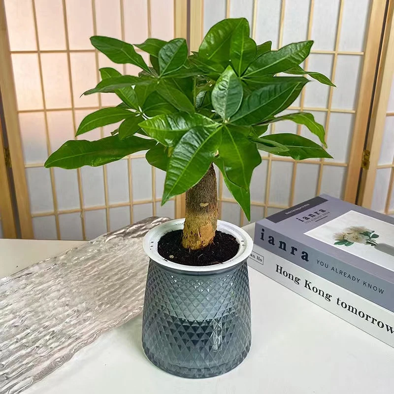 【发财树】财源滚滚发财树室内小盆栽桌面绿植水培植物耐旱好养绿植